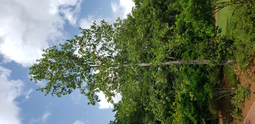 Liriodendron tulipifera plantplacesimage20190413_143216.jpg