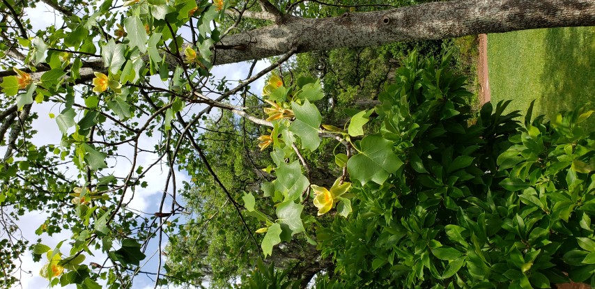 Liriodendron tulipifera plantplacesimage20190413_143240.jpg