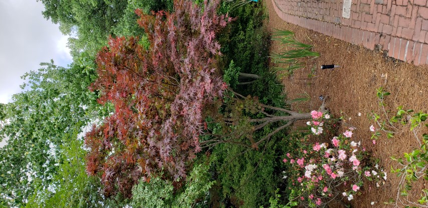 Acer palmatum plantplacesimage20190413_143353.jpg