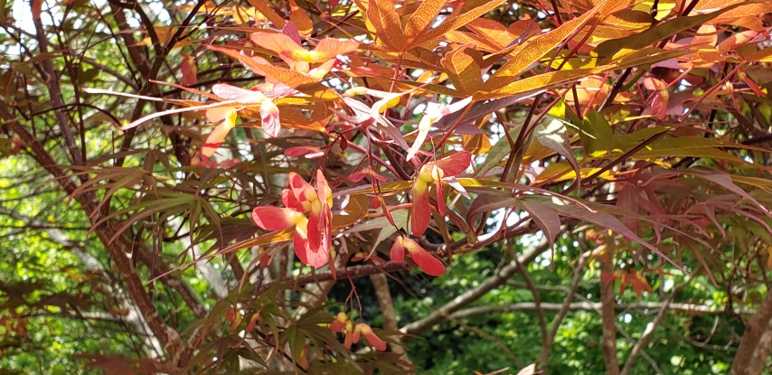 Acer palmatum plantplacesimage20190413_143406.jpg