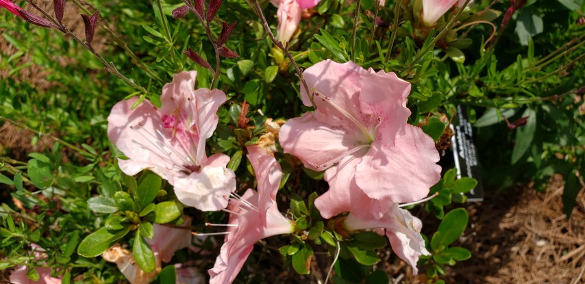 Rhododendron x hybrida plantplacesimage20190413_143537.jpg