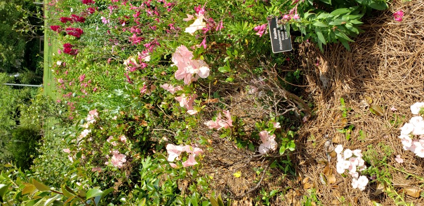 Rhododendron x hybrida plantplacesimage20190413_143604.jpg