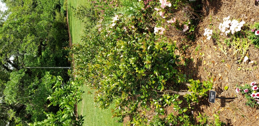 Camellia sasanqua plantplacesimage20190413_143641.jpg