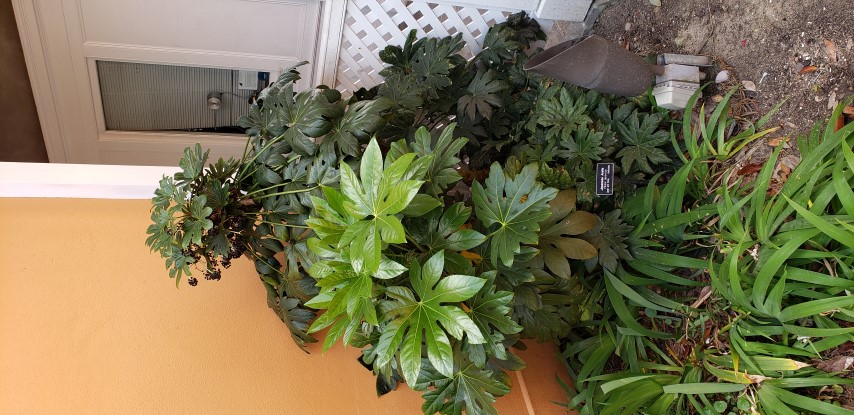 Fatsia japonica plantplacesimage20190413_144156.jpg