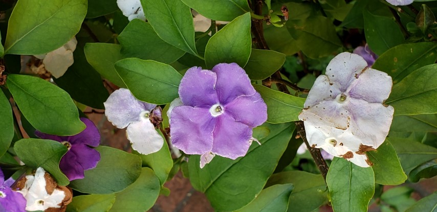 Brunfelsia pauciflora plantplacesimage20190413_144507.jpg