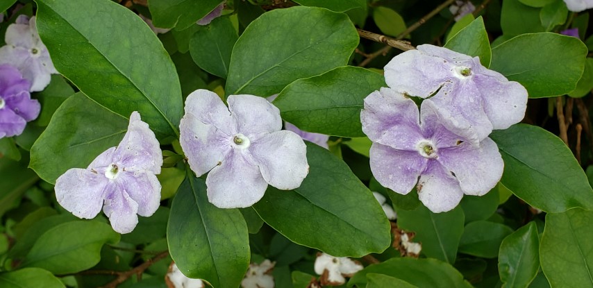 Brunfelsia pauciflora plantplacesimage20190413_144524.jpg