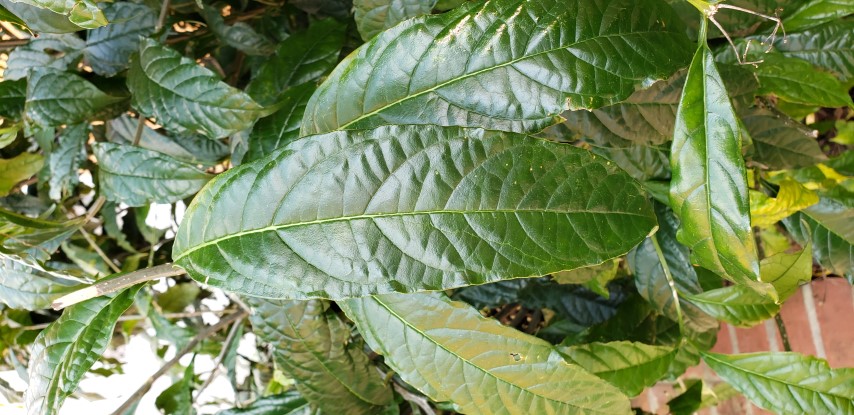 Clerodendrum wallichii plantplacesimage20190413_144651.jpg