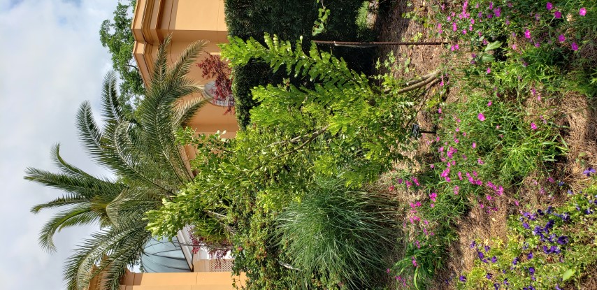 Sophora secundifolia plantplacesimage20190413_144851.jpg