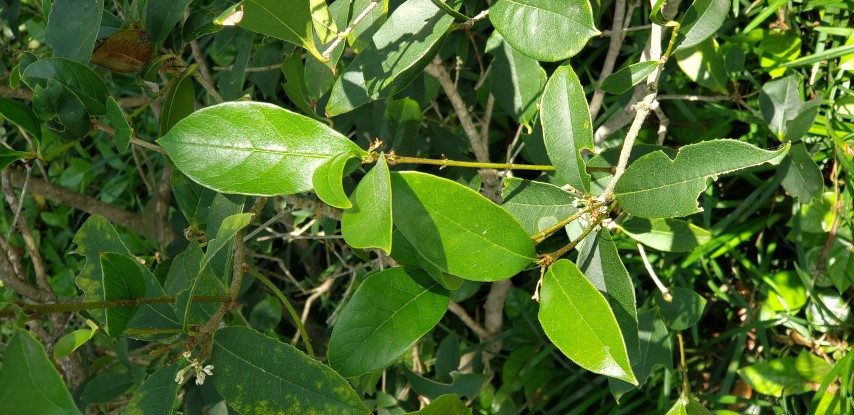 osmanthus fragrans plantplacesimage20190413_145313.jpg