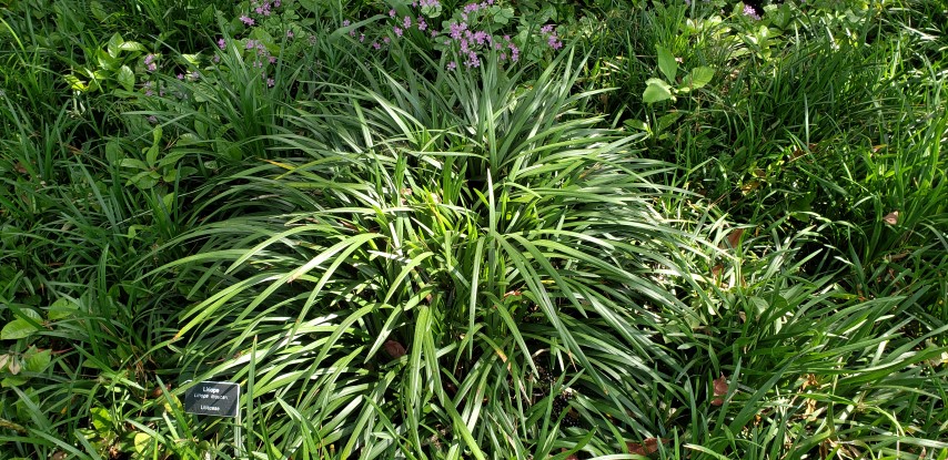 Liriope muscari plantplacesimage20190413_145339.jpg