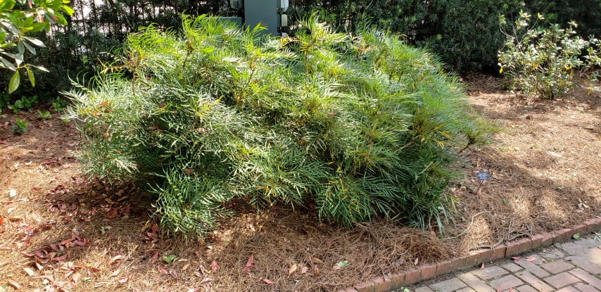 Mahonia eurybracteata plantplacesimage20190413_145516.jpg