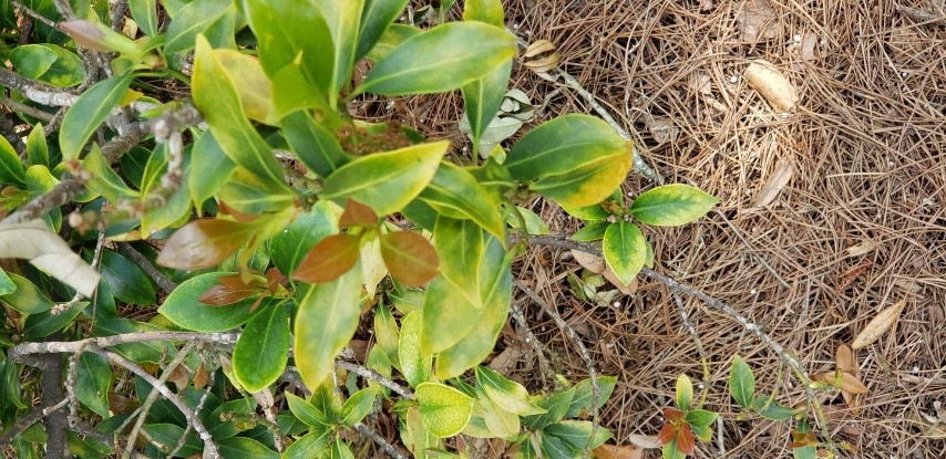 Illicium anisatum plantplacesimage20190413_145613.jpg