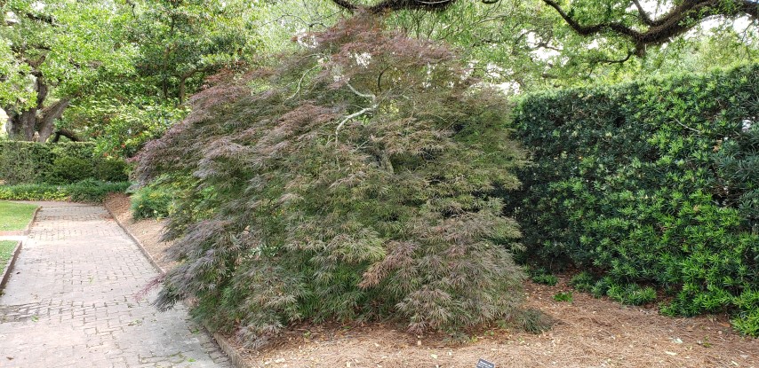 Acer palmatum plantplacesimage20190413_145708.jpg