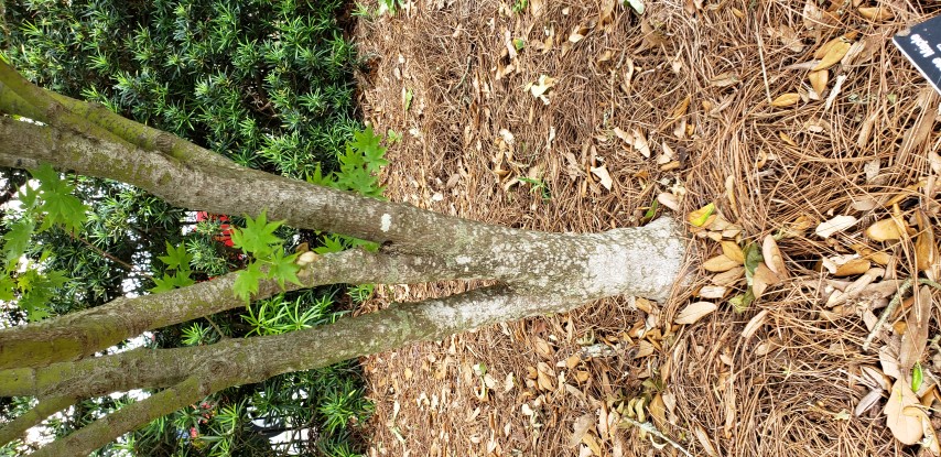 Acer japonicum plantplacesimage20190413_145835.jpg