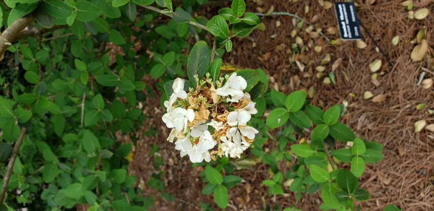 Viburnum macrocephalum plantplacesimage20190413_145905.jpg