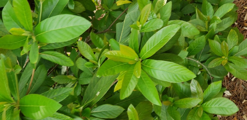 Clethra pringlei plantplacesimage20190413_150310.jpg