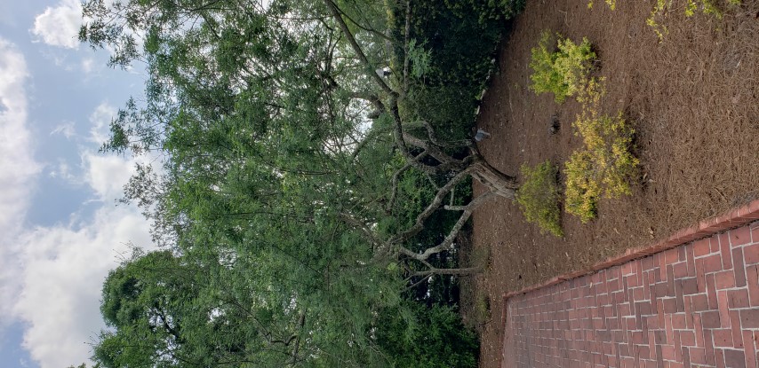 Vitex negundo plantplacesimage20190413_150417.jpg