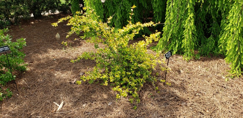 Abelia x grandiflora plantplacesimage20190413_150434.jpg