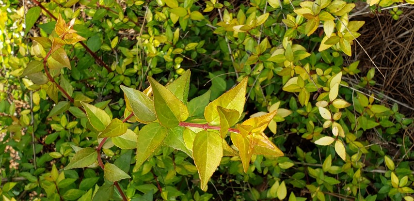 Abelia x grandiflora plantplacesimage20190413_150445.jpg