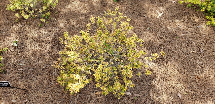 Abelia x plantplacesimage20190413_150523.jpg