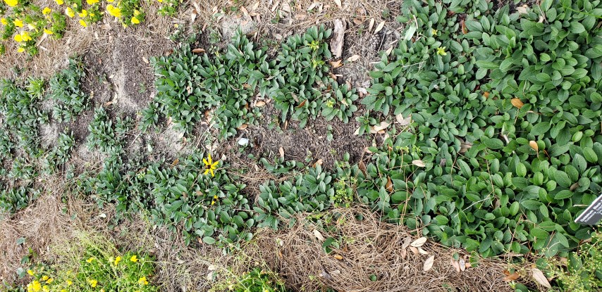 Rudbeckia fulgida plantplacesimage20190413_150852.jpg