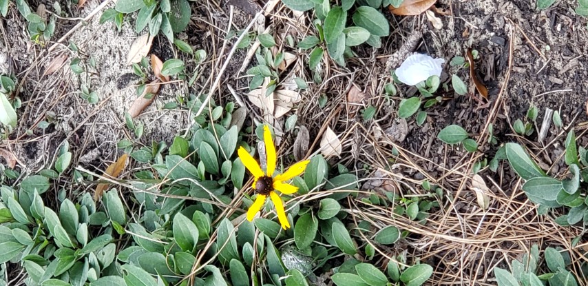 Rudbeckia fulgida plantplacesimage20190413_150858.jpg