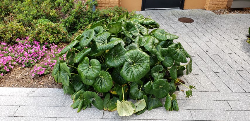 Ligularia tussilaginea plantplacesimage20190413_151119.jpg