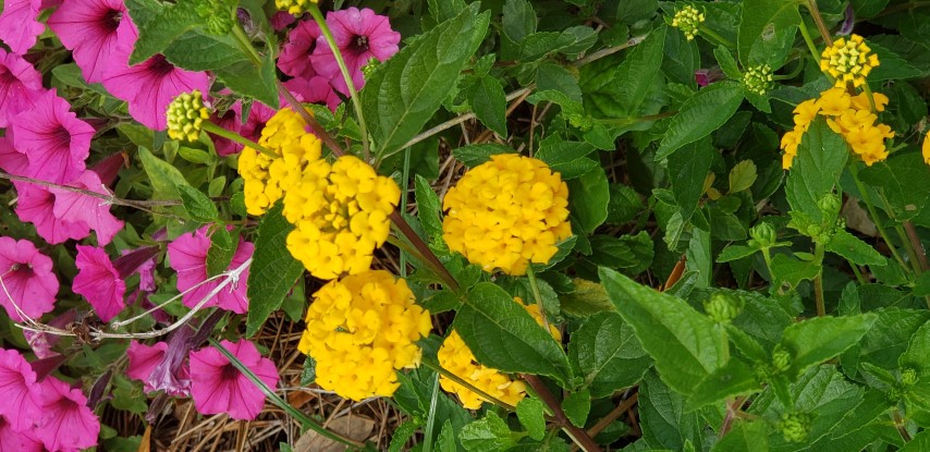 Lantana  plantplacesimage20190413_151234.jpg