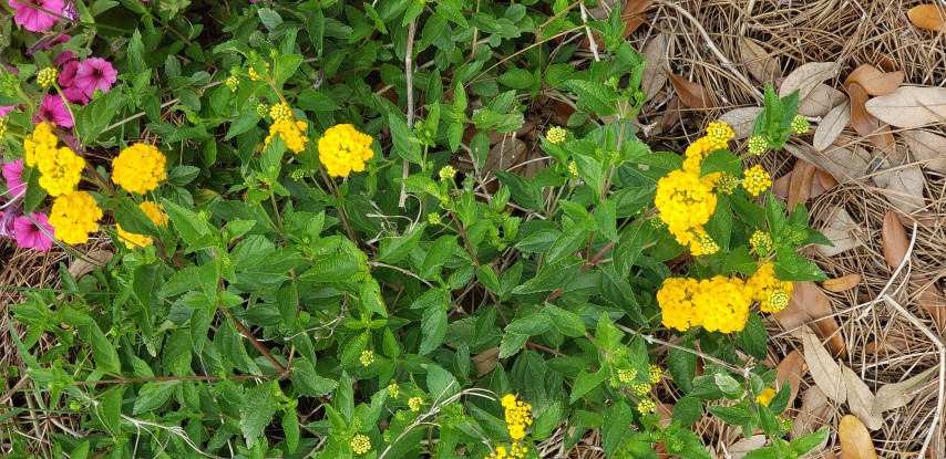 Lantana  plantplacesimage20190413_151250.jpg