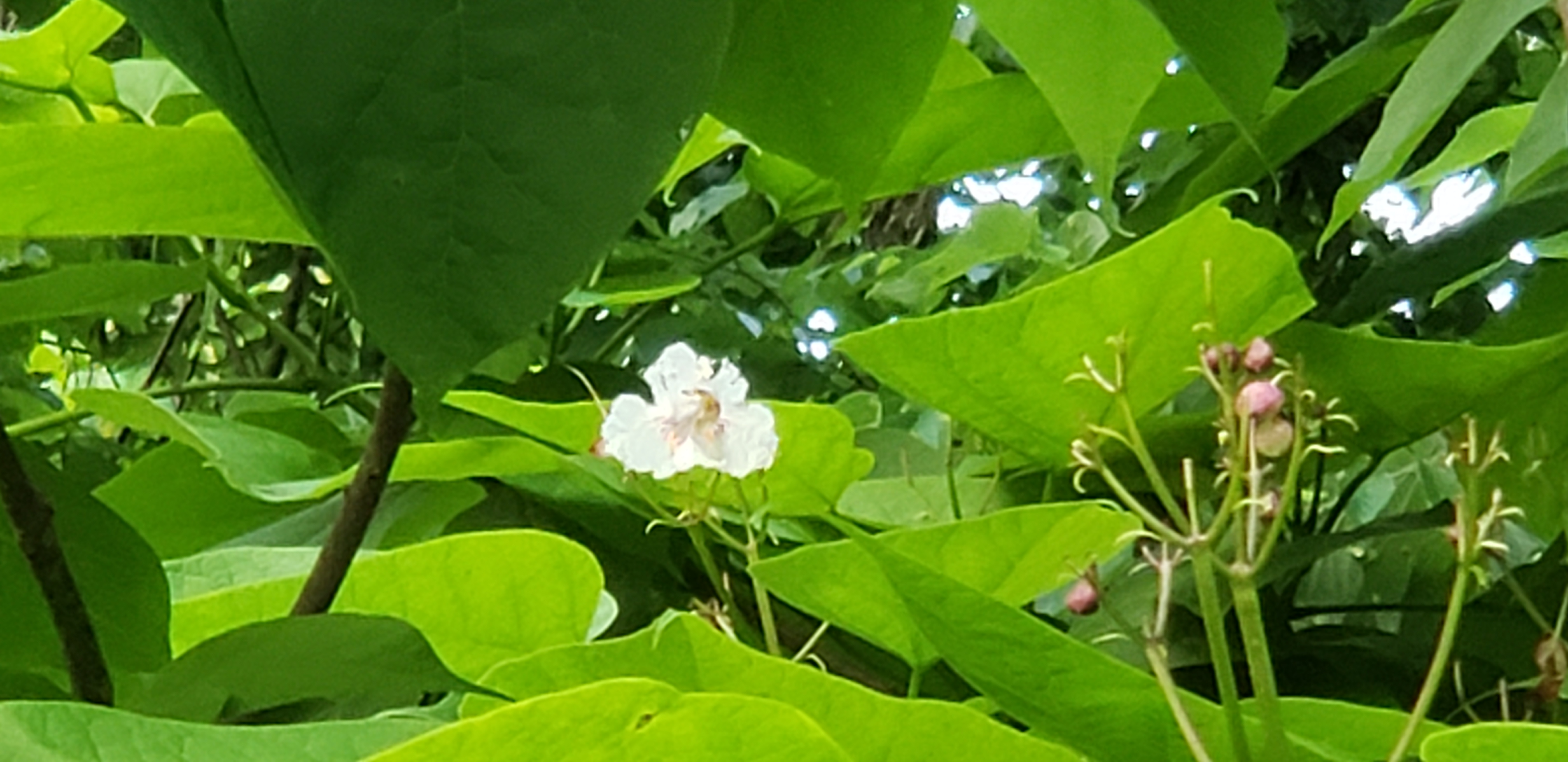 Catalpa speciosa plantplacesimage20190531_202710.jpg