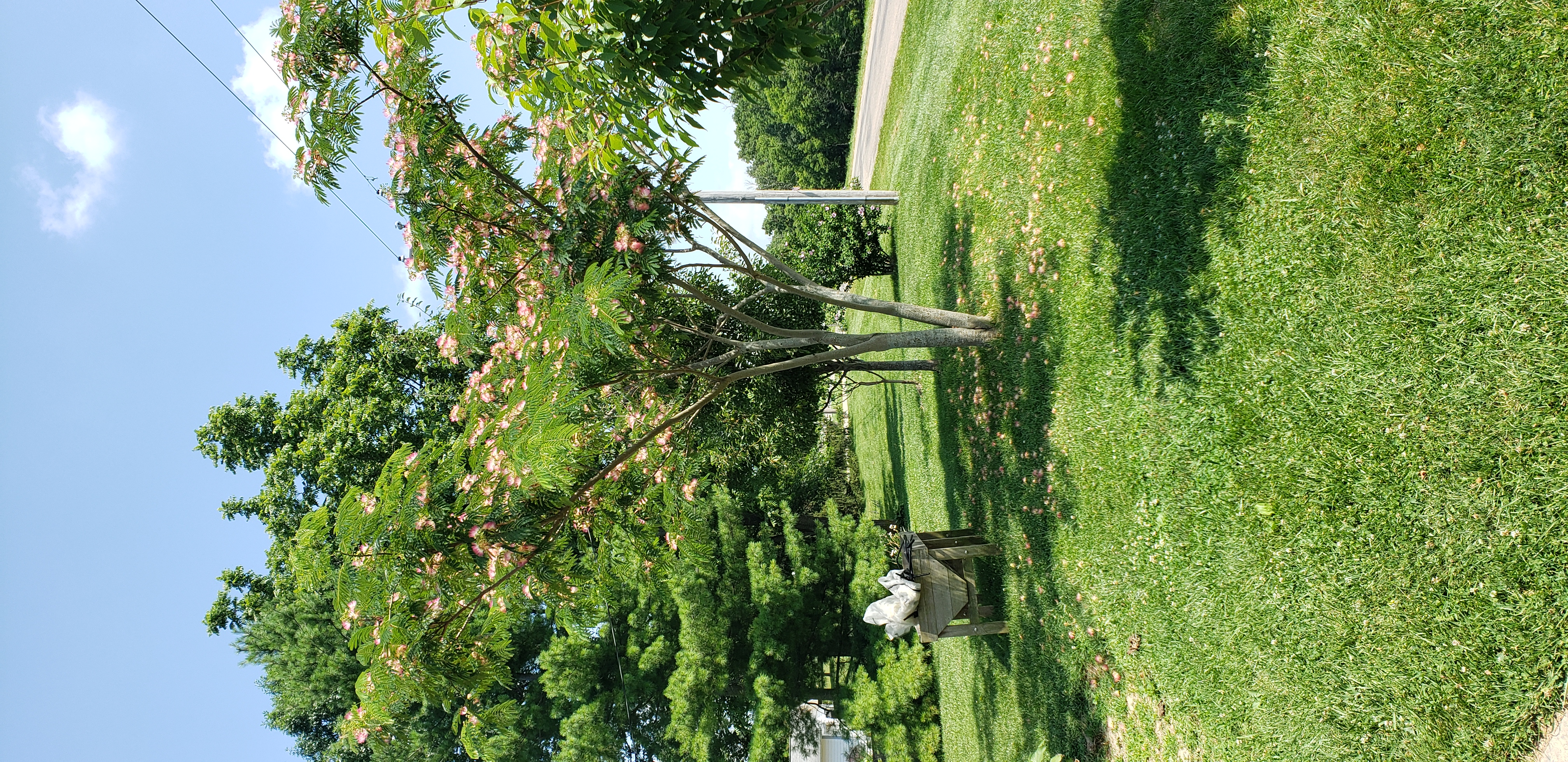 Albizia julibrissin plantplacesimage20190704_122244.jpg