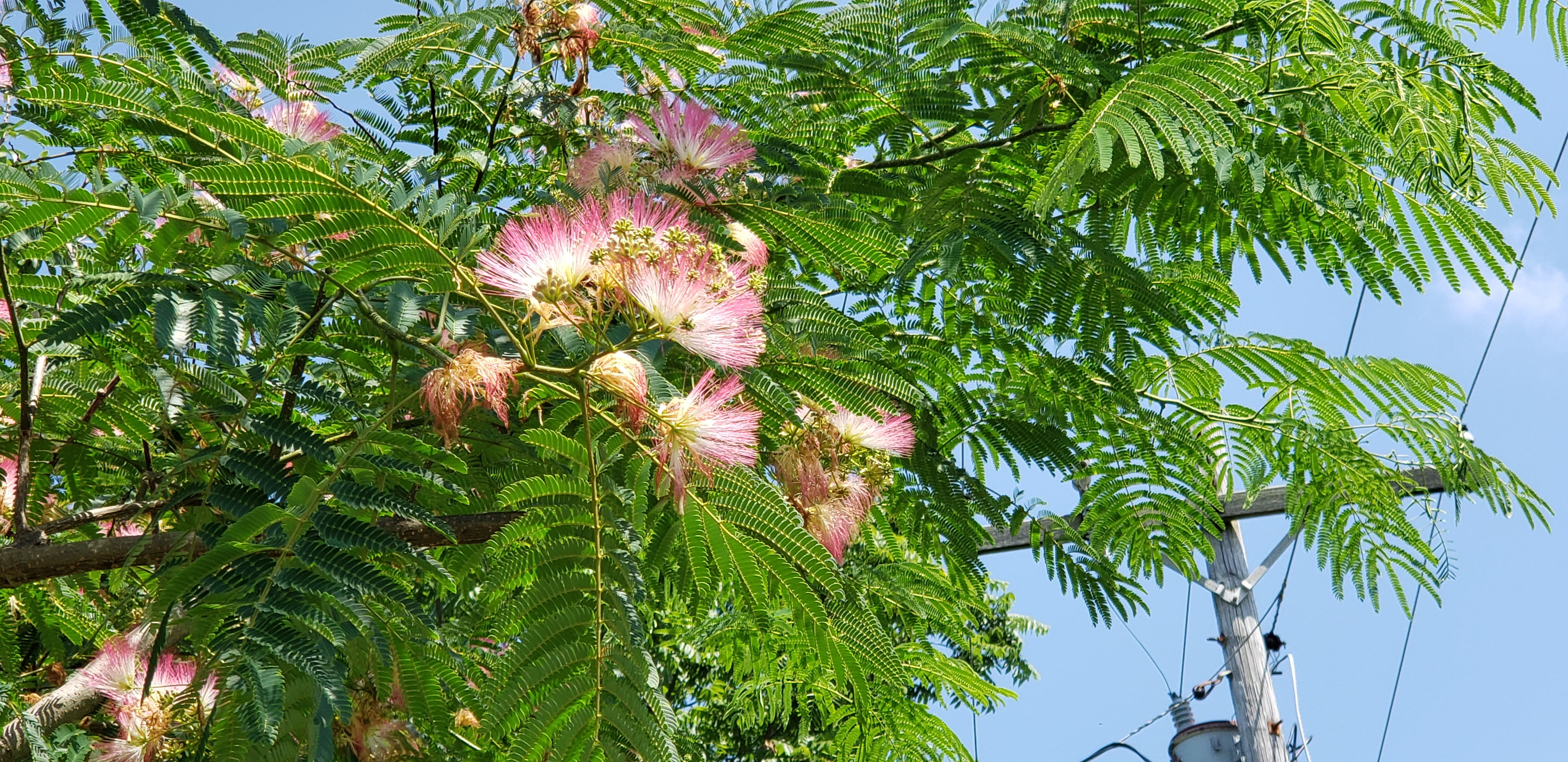 Albizia julibrissin plantplacesimage20190704_122303.jpg