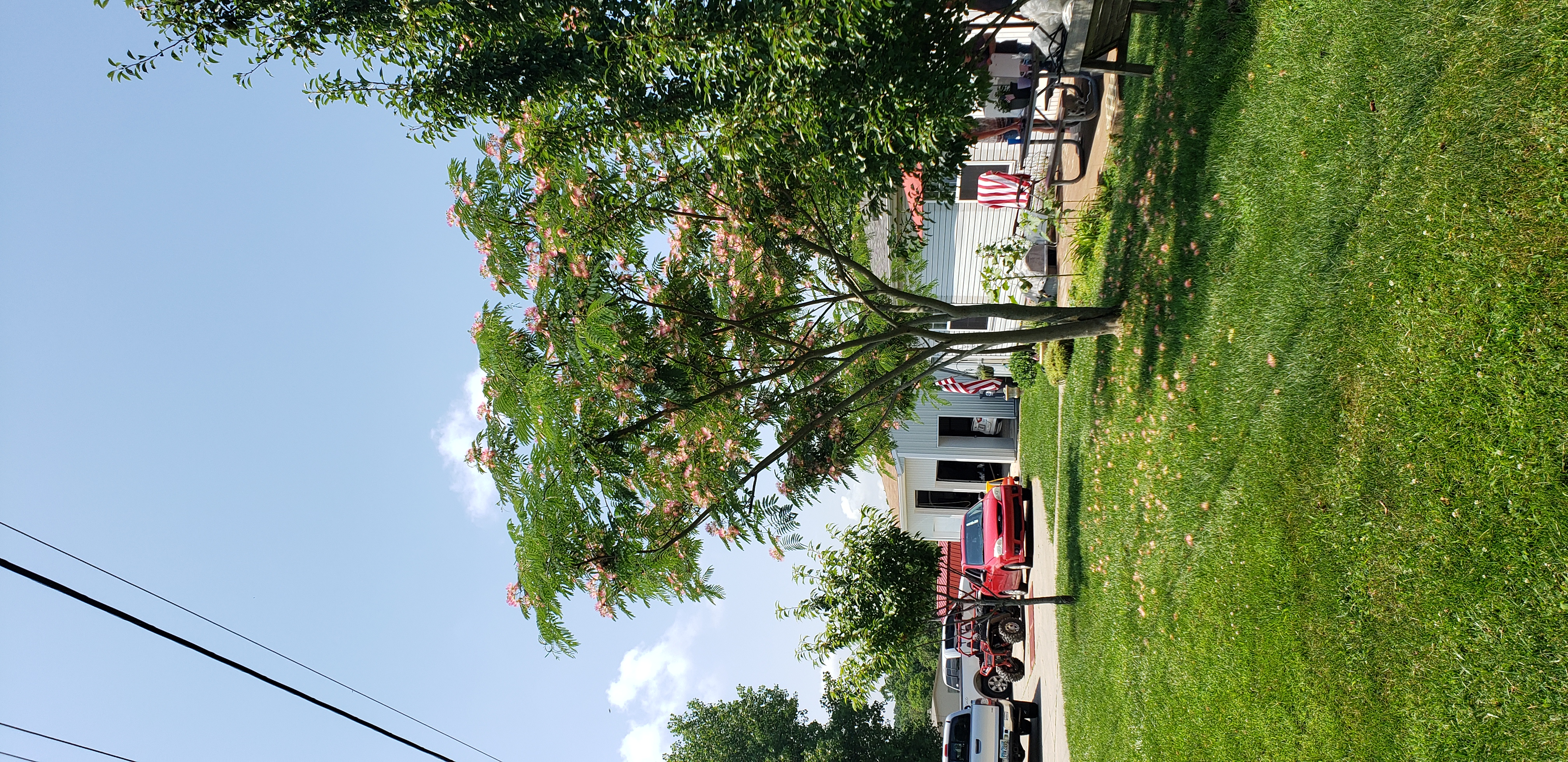 Albizia julibrissin plantplacesimage20190704_122322.jpg