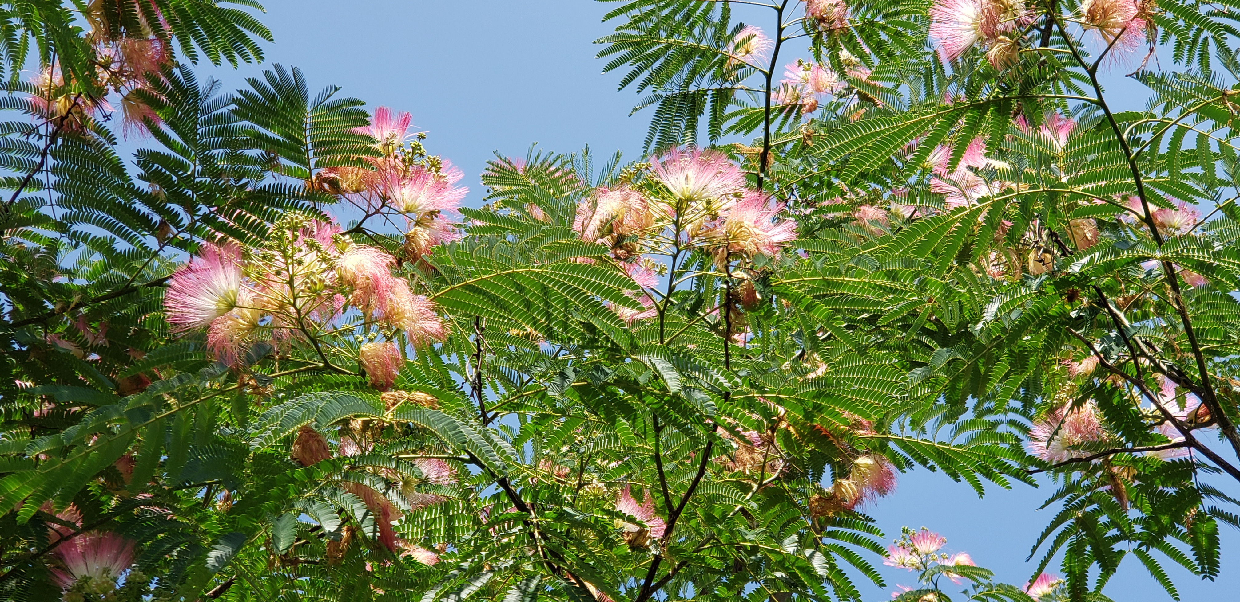 Albizia julibrissin plantplacesimage20190704_122411.jpg