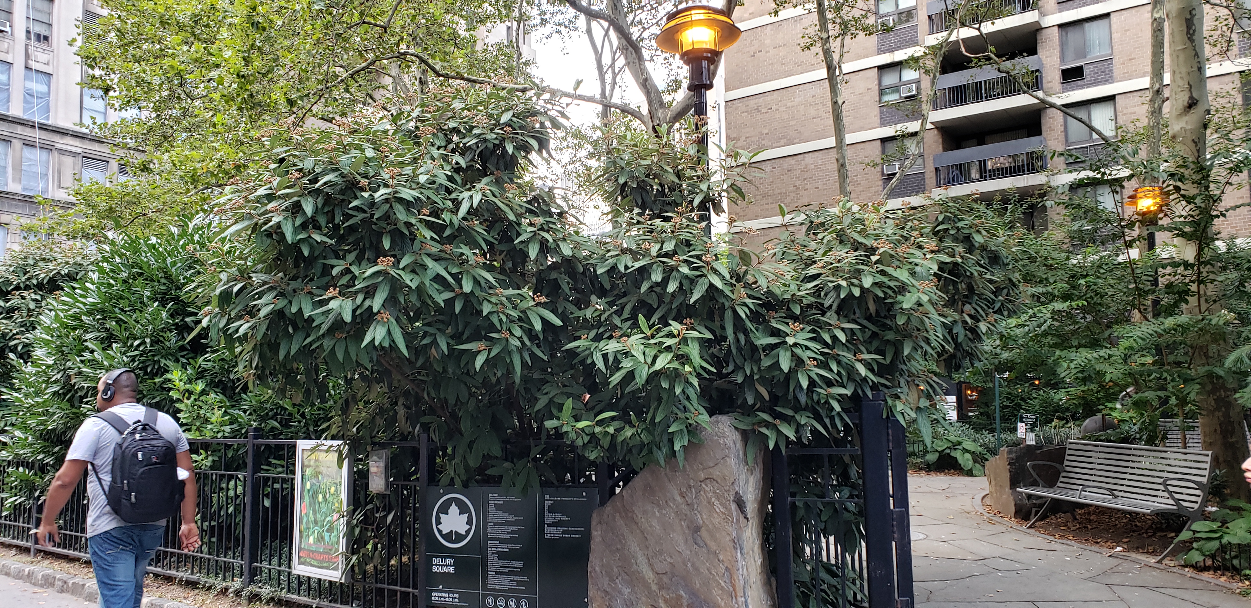 Viburnum x rhytidophyllum plantplacesimage20190817_175138.jpg