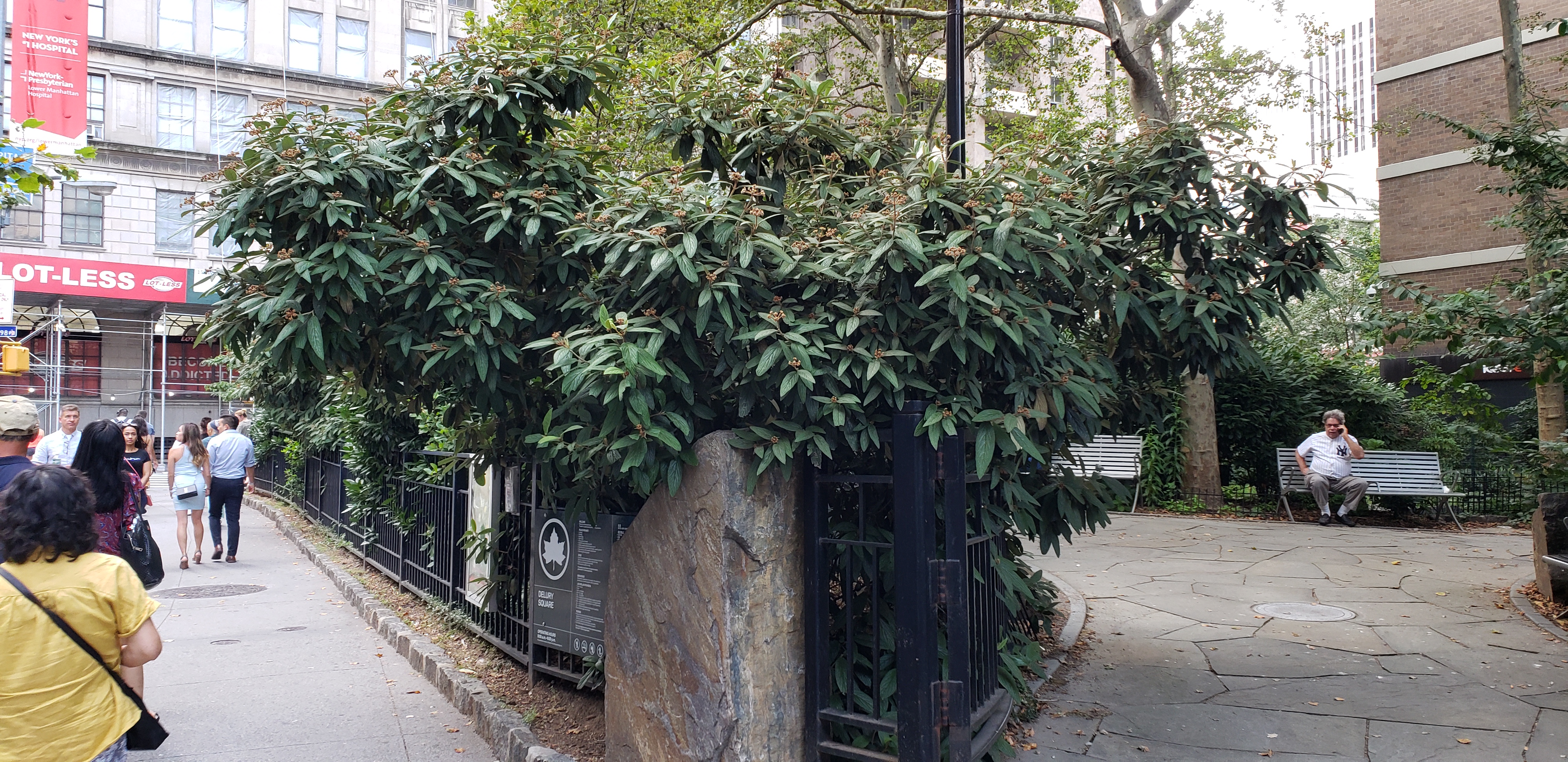 Viburnum x rhytidophyllum plantplacesimage20190817_175158.jpg