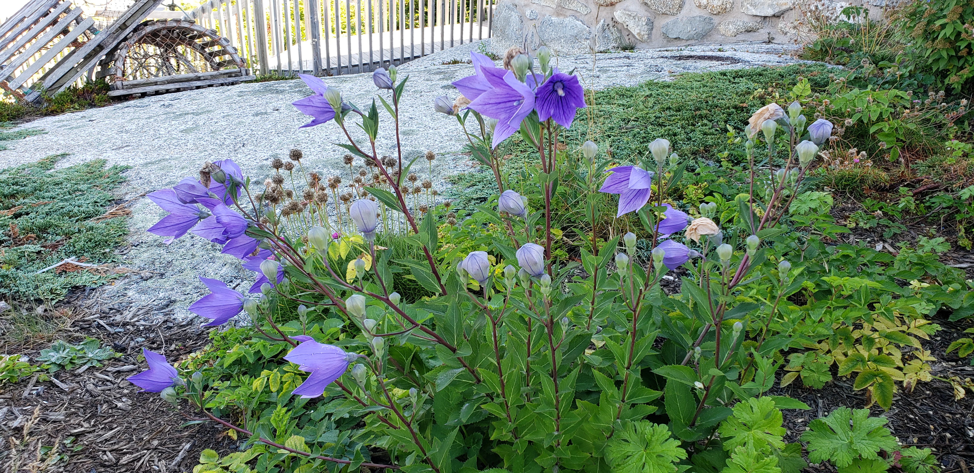 Platycodon grandiflorus plantplacesimage20190821_093512.jpg