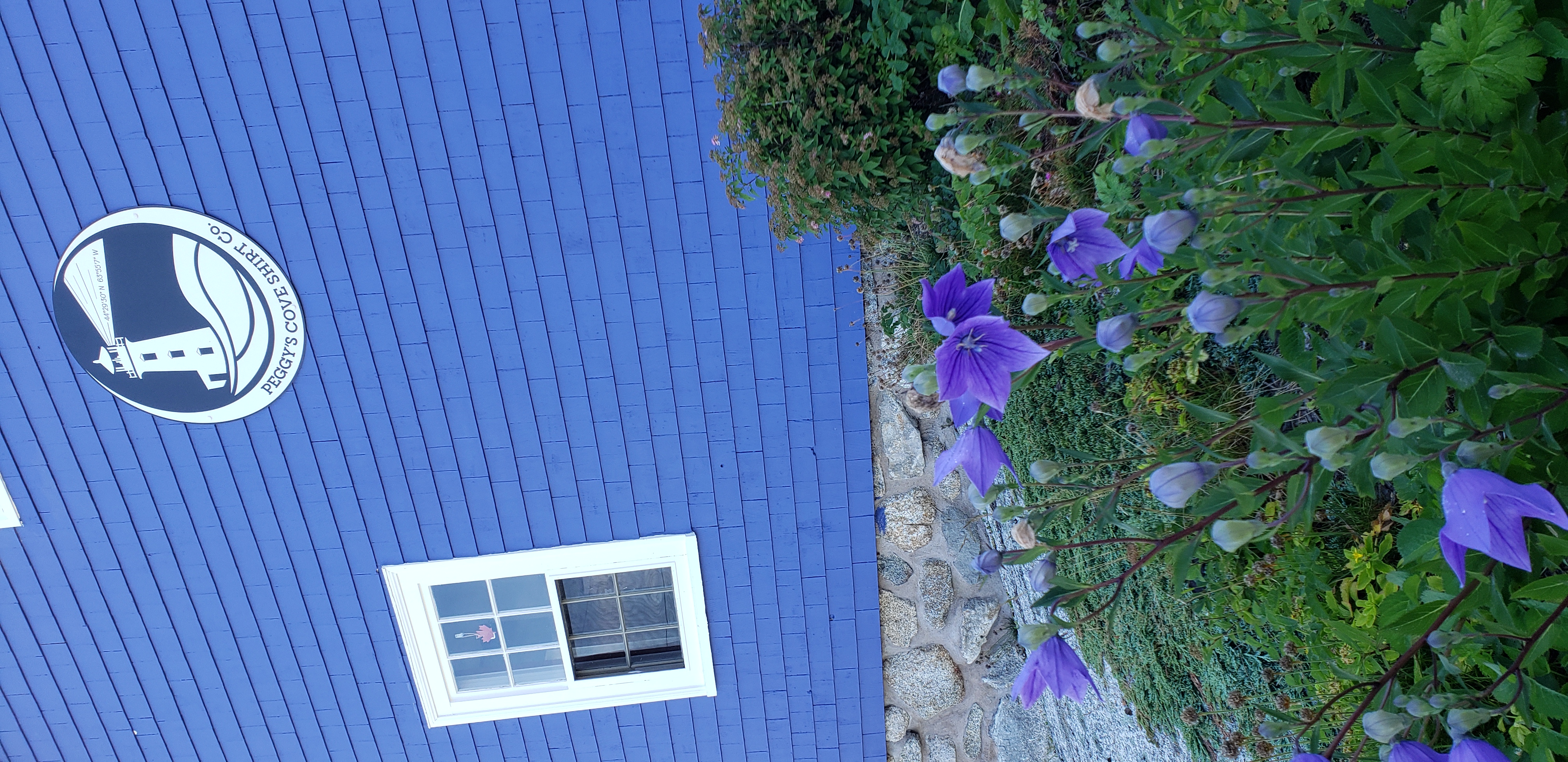 Platycodon grandiflorus plantplacesimage20190821_093545.jpg