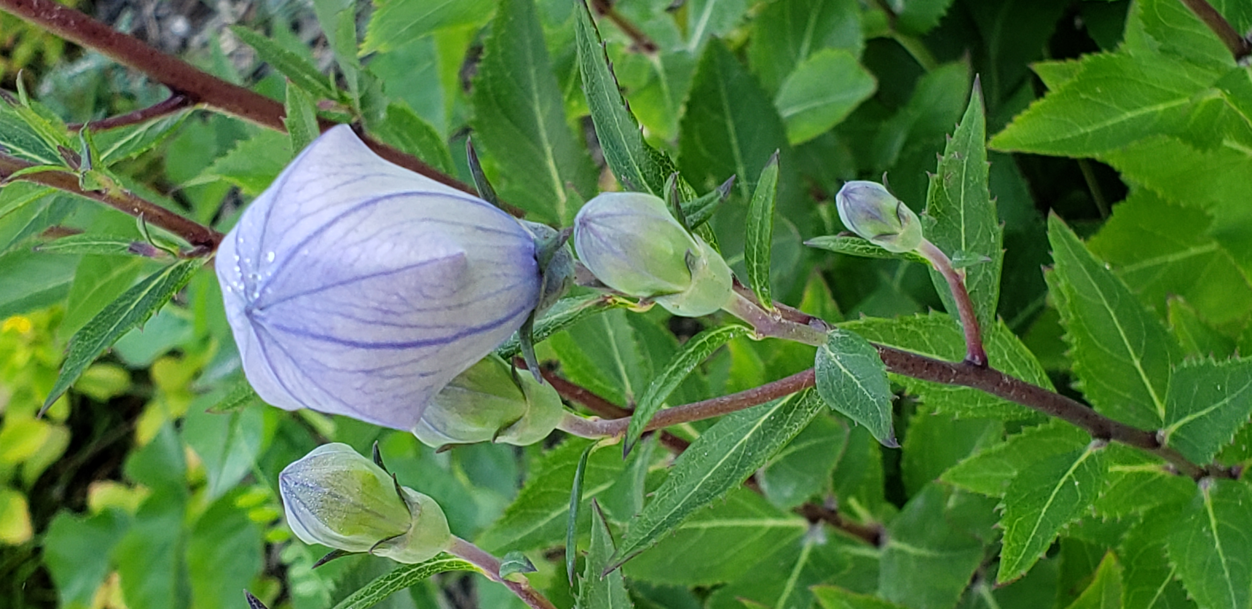 Platycodon grandiflorus plantplacesimage20190821_093555.jpg