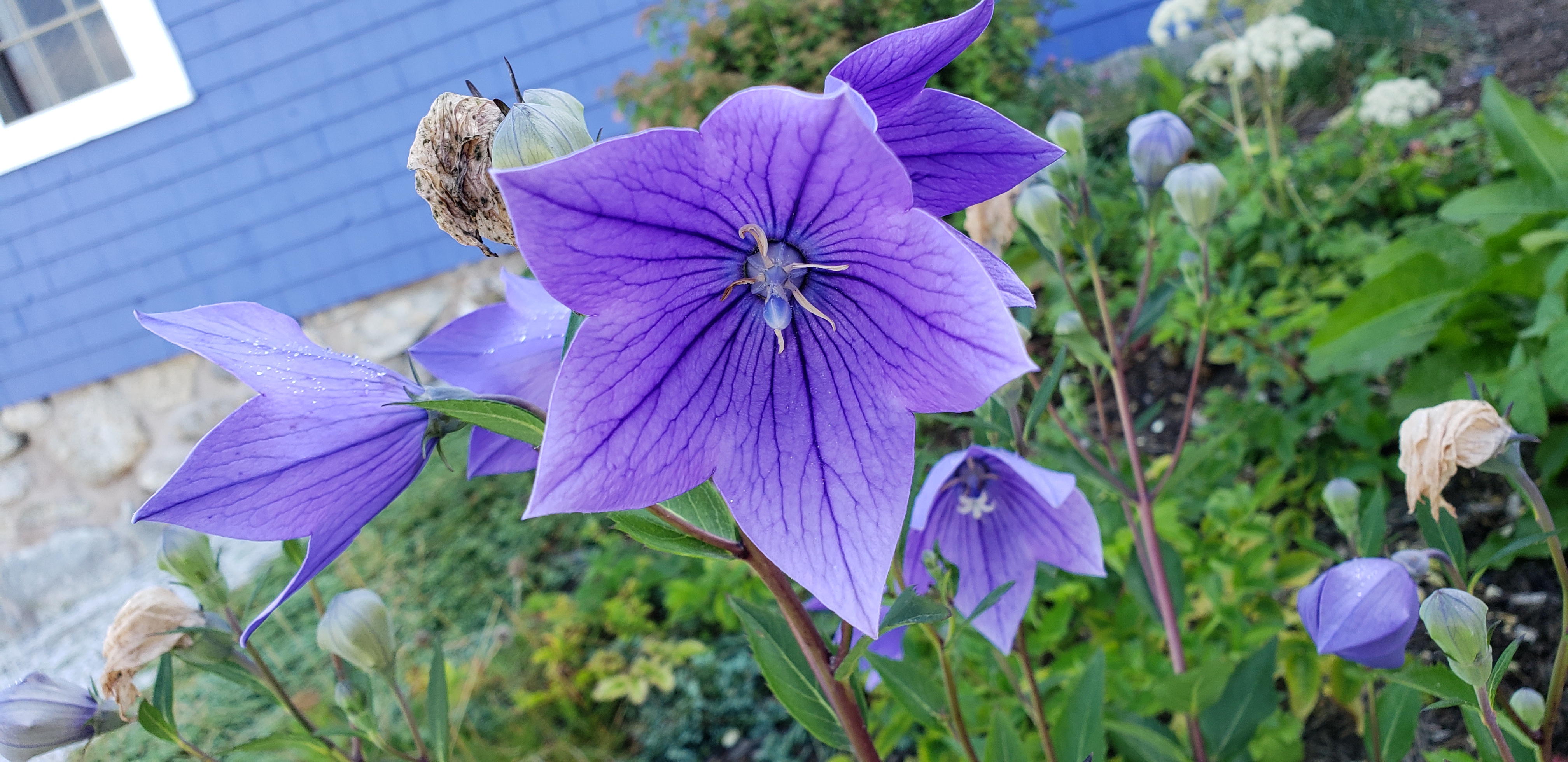 Platycodon grandiflorus plantplacesimage20190821_093610.jpg