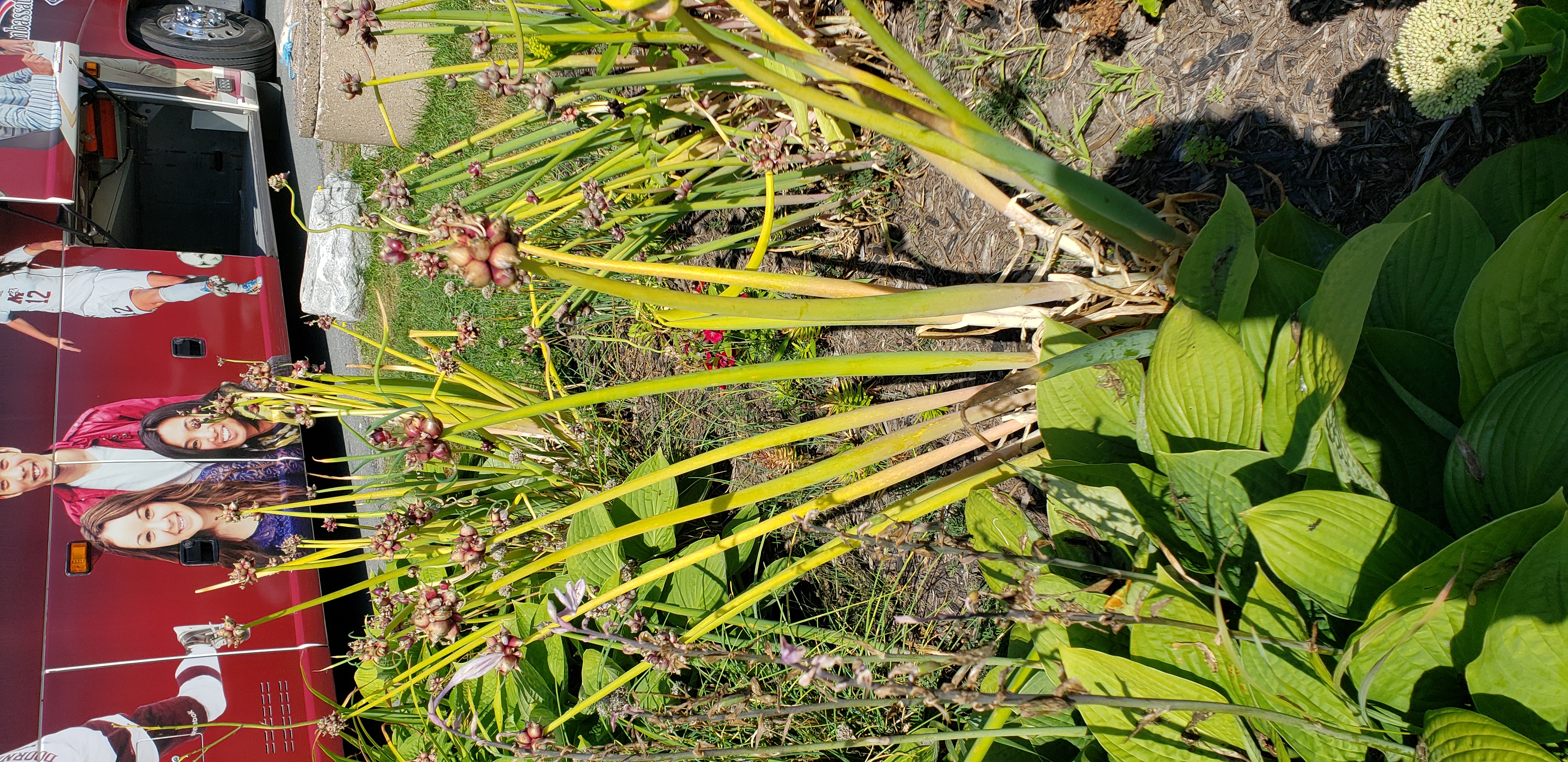 Juncus castaneus plantplacesimage20190821_093734.jpg