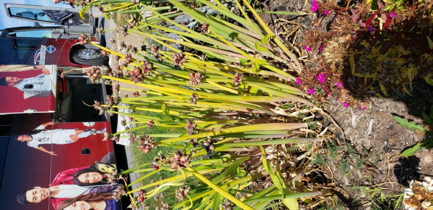 Juncus castaneus plantplacesimage20190821_093759.jpg