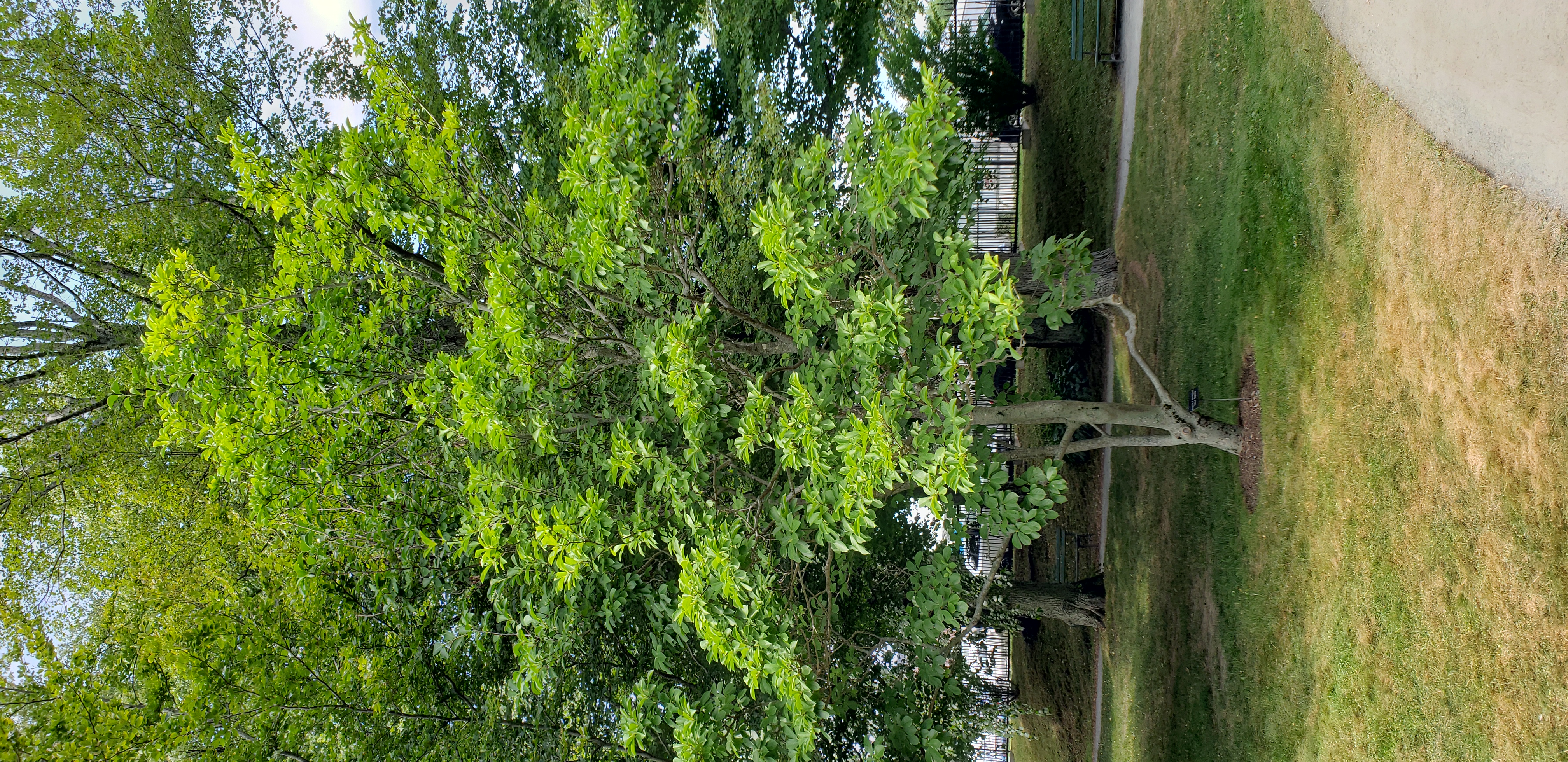 Magnolia x soulangeana plantplacesimage20190821_130514.jpg