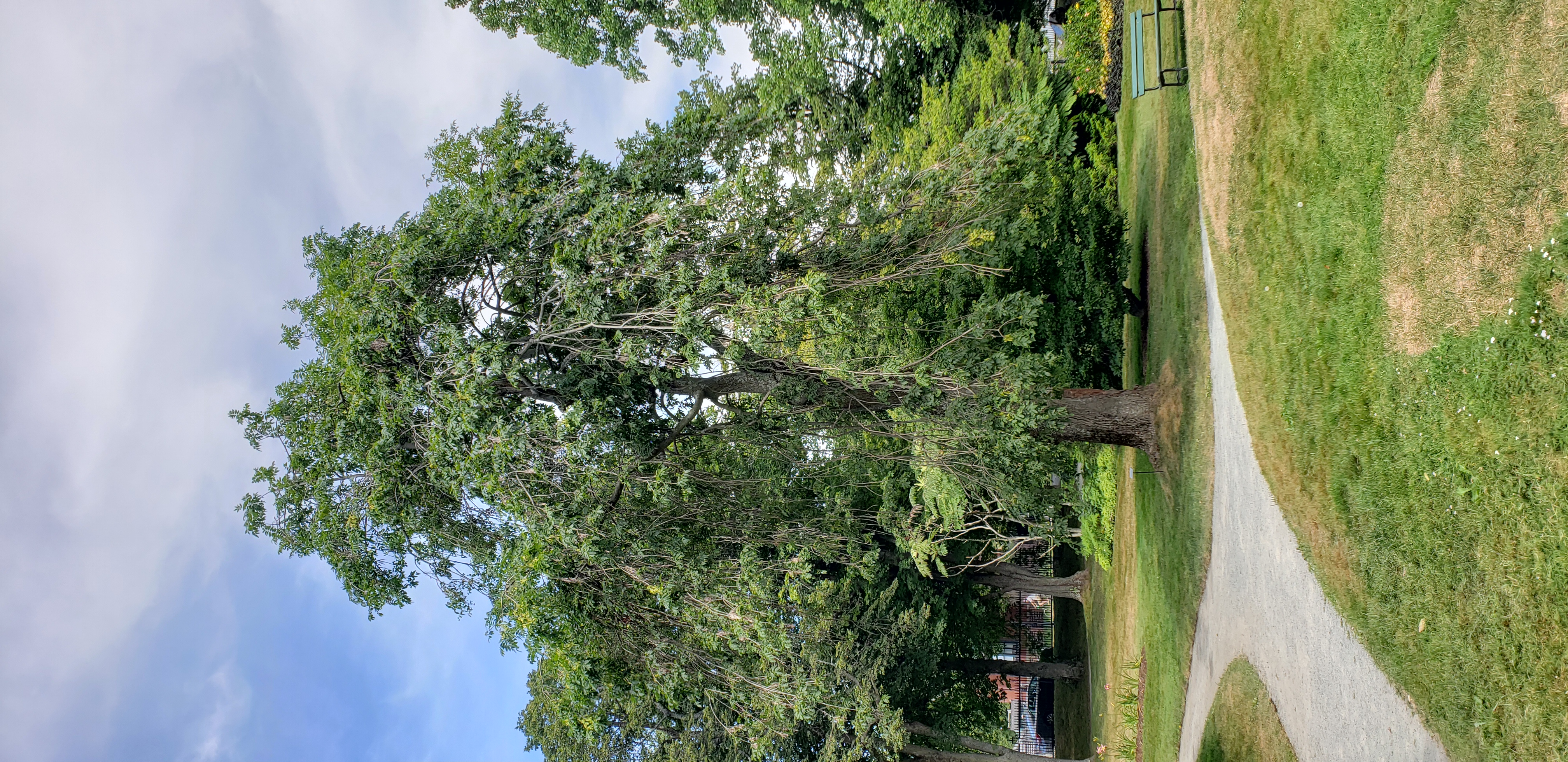 Fraxinus excelsior plantplacesimage20190821_130556.jpg