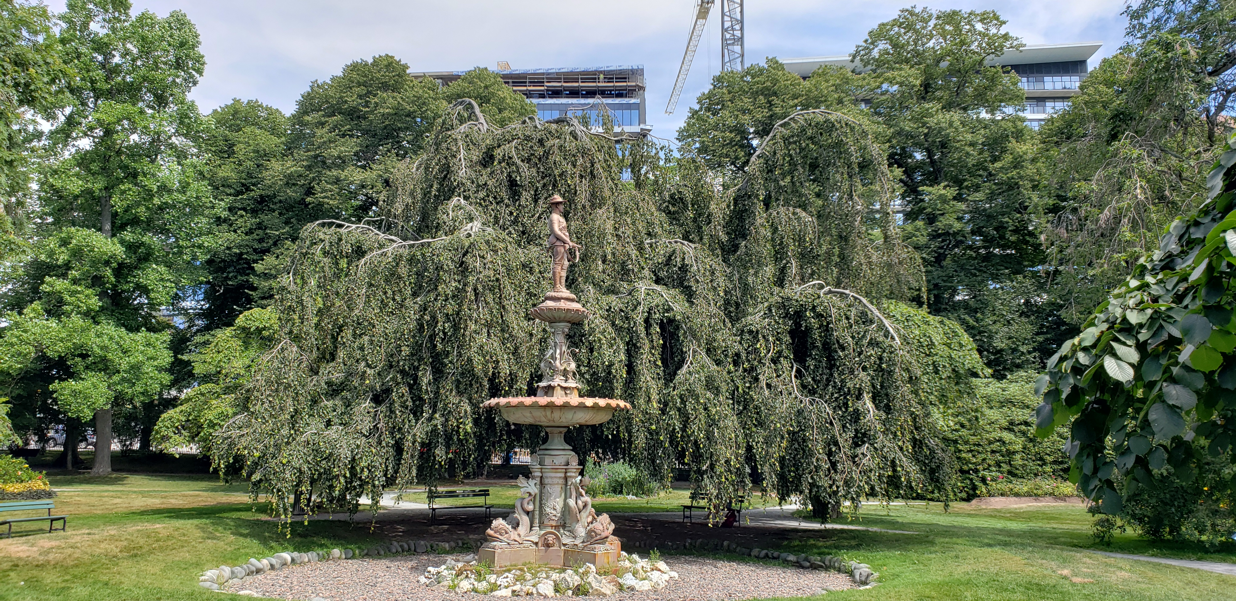 Fagus sylvatica plantplacesimage20190821_130652.jpg