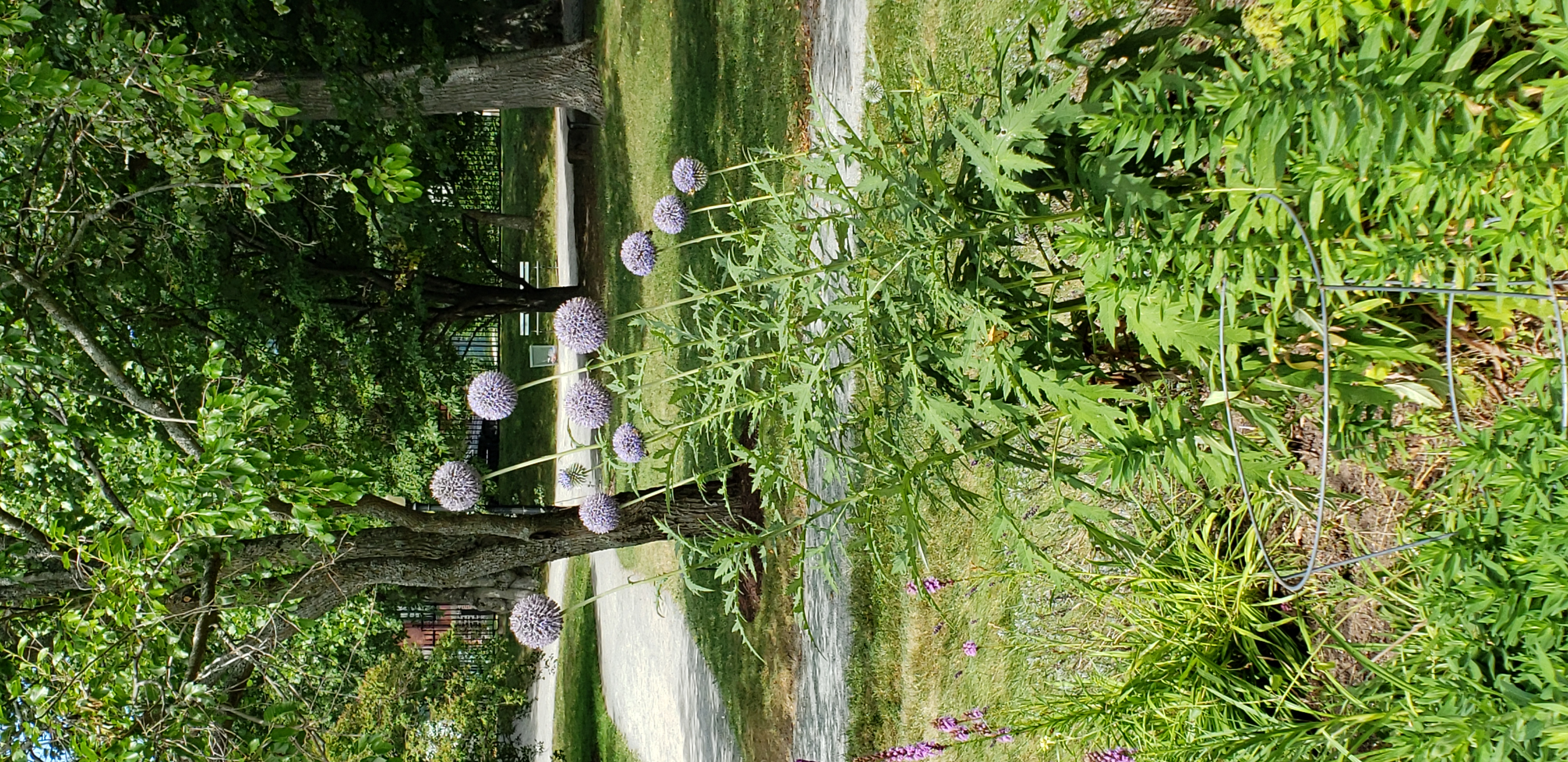 Echinops ritro plantplacesimage20190821_130833.jpg