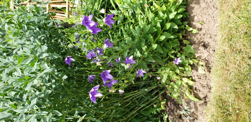 Platycodon grandiflorus plantplacesimage20190821_130918.jpg