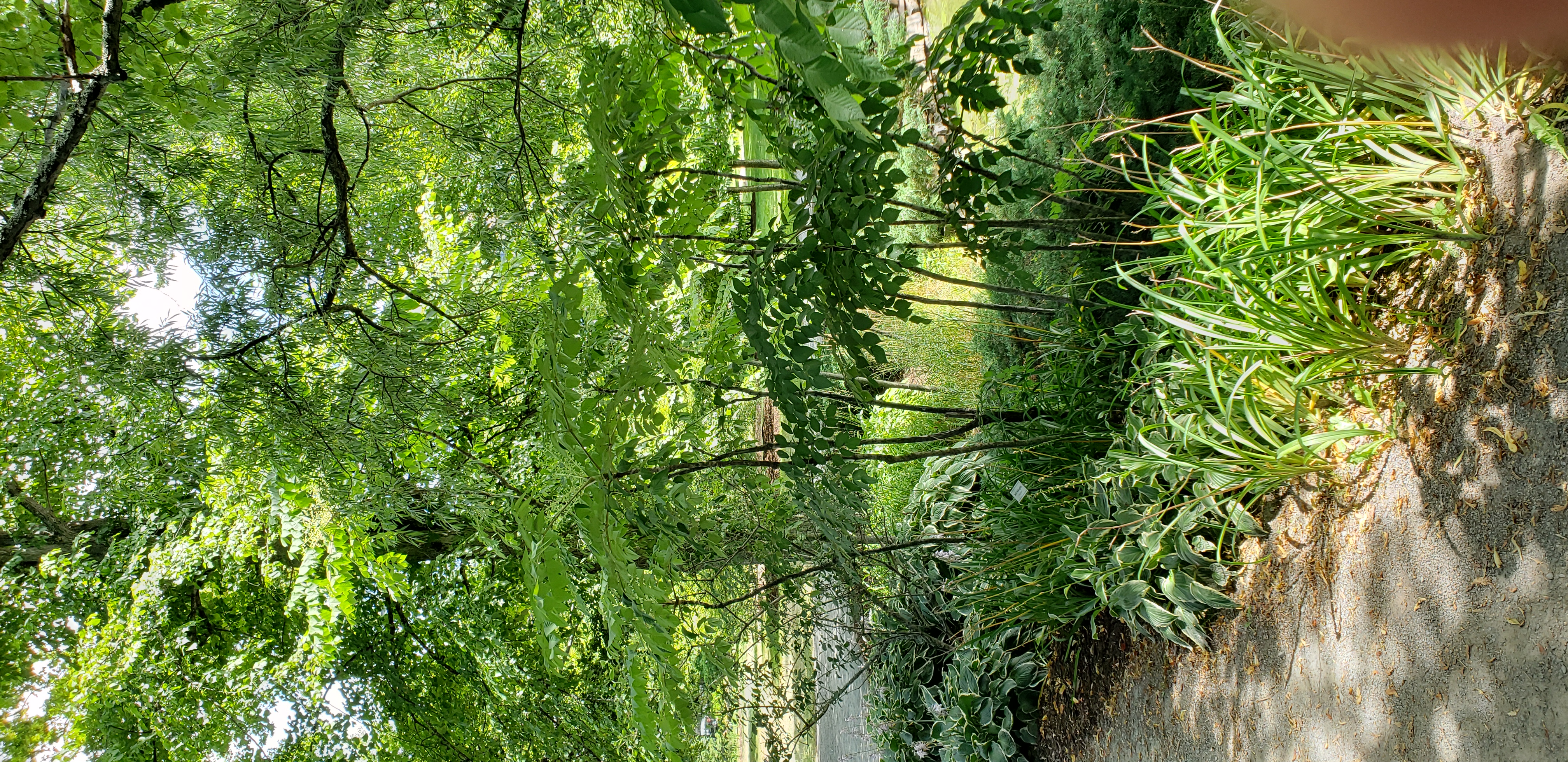 Aralia spinosa plantplacesimage20190821_131236.jpg