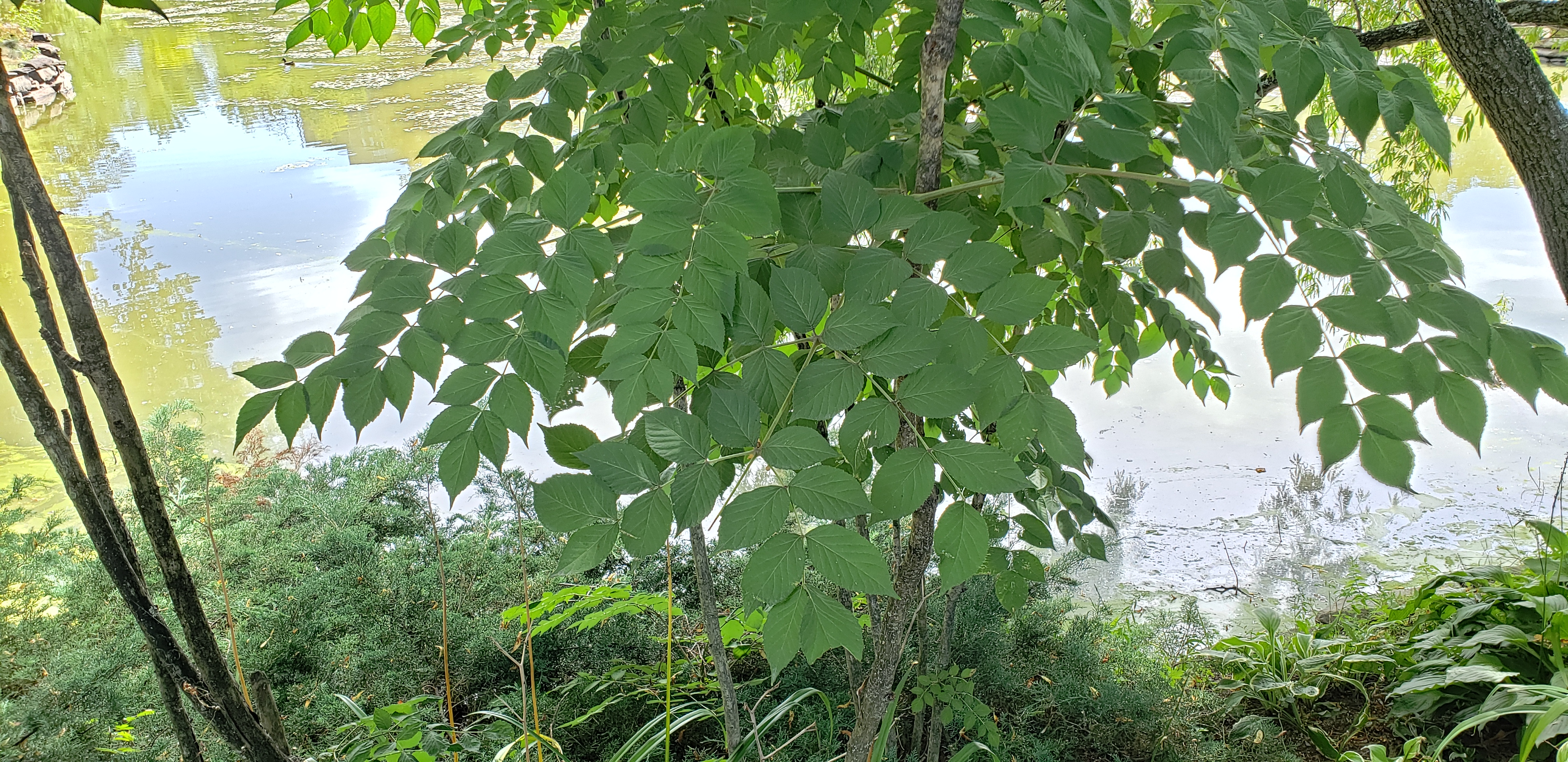 Aralia spinosa plantplacesimage20190821_131257.jpg