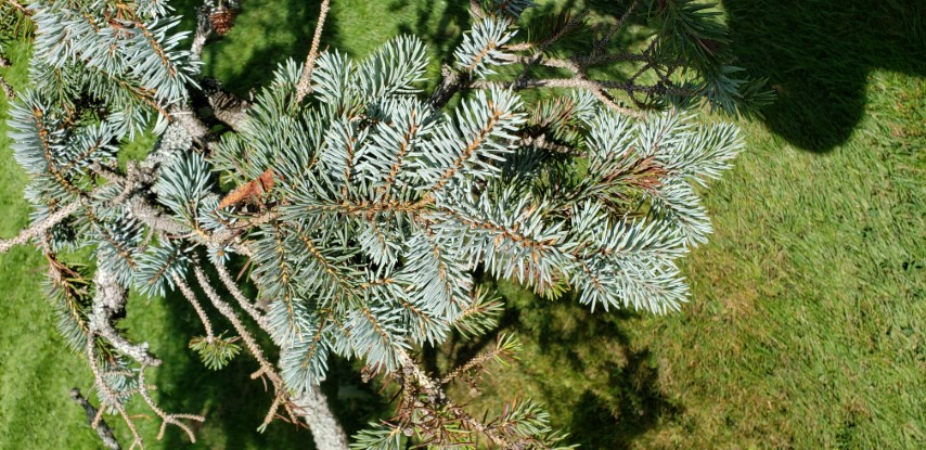 Picea pungens plantplacesimage20190821_132345.jpg